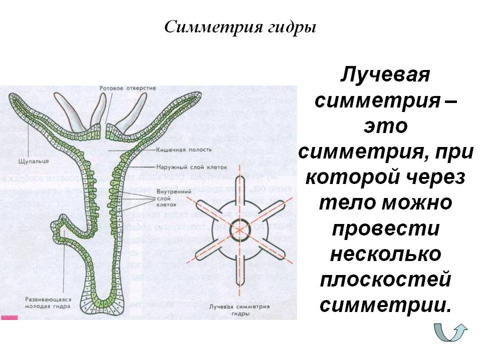 Kraken маркетплейс зеркала