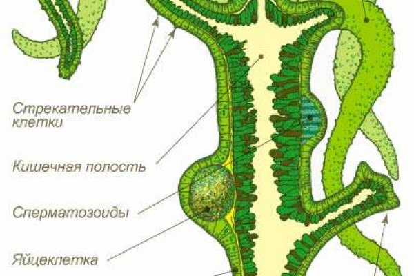 Как пополнить кошелек на кракене